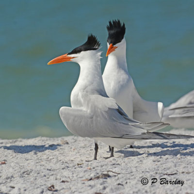 Royal Terns:  SERIES (2 images)