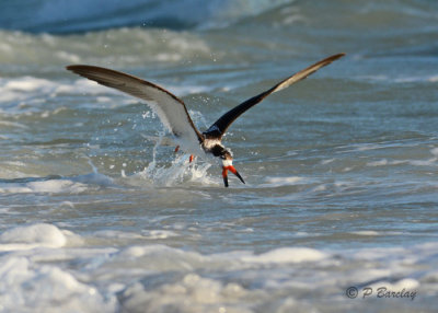 Black Skimmer:  SERIES (2 images)