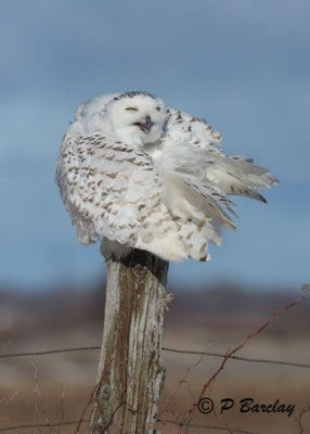 Snowy Owl: SERIES (2 images)