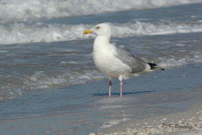 Herring Gull:  SERIES (2 images)