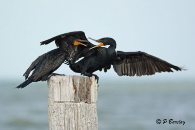 Double-crested Cormorants:  SERIES (4 images)