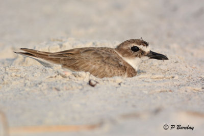 Wilson's Plover