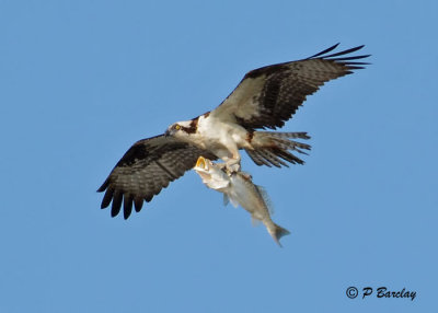 Osprey