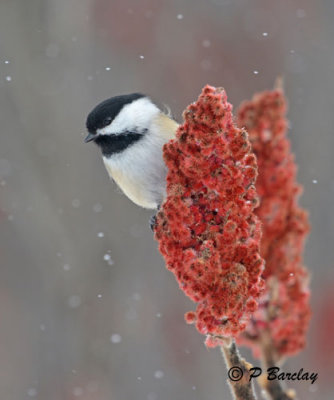 Black-capped Chickadee:  SERIES (2 images)
