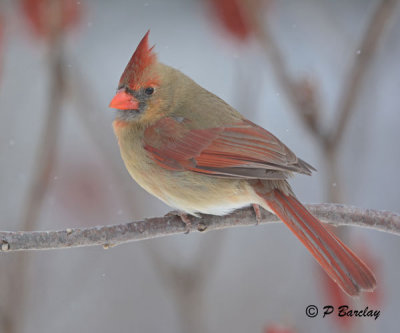 Northern Cardinal (f):  SERIES (2 images)