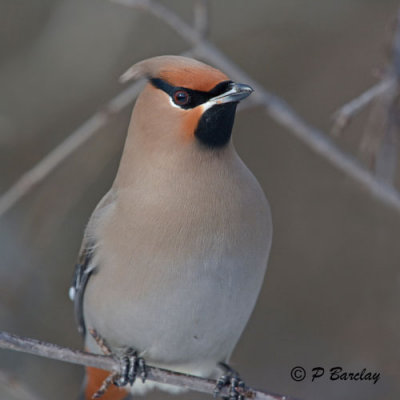 Bohemian Waxwing:  SERIES (2 images)