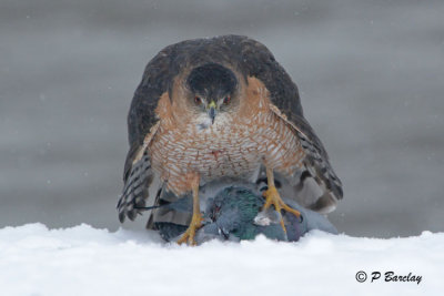 Cooper's Hawk:  SERIES (3 images)