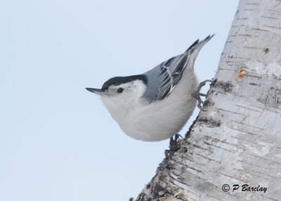 White-breasted Nuthatch:  SERIES (2 images)