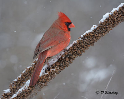 Northern Cardinal (m)