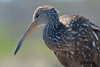 Limpkin:  SERIES (2 images)