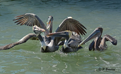 Brown Pelicans:  SERIES (3 images)