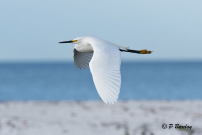 Egrets in flight:  SERIES(3 images)