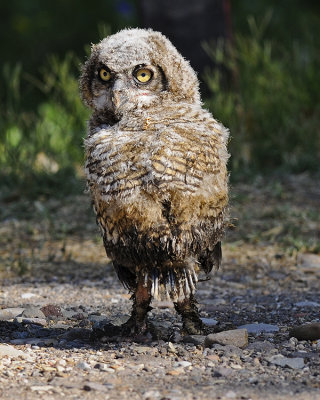 GREAT HORNED OWL