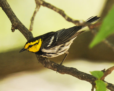 GOLDEN-CHEEKED WARBLER