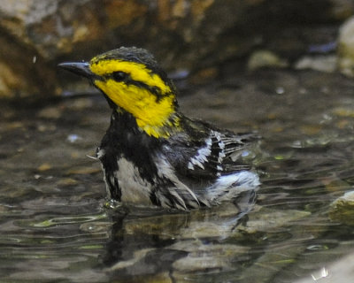 GOLDEN-CHEEKED WARBLER