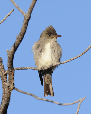 OLIVE-SIDED FLYCATCHER
