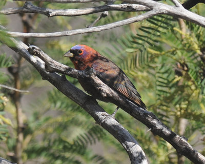 VARIED BUNTING