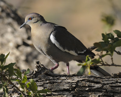 WHITE-WINGED DOVE