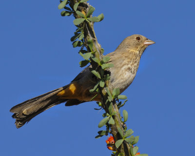 CANYON TOWHEE