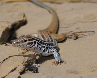 COMMON CHECKERED WHIPTAIL