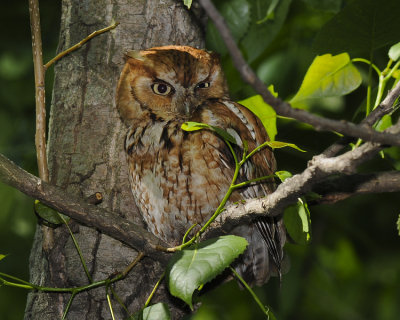 EASTERN SCREECH-OWL