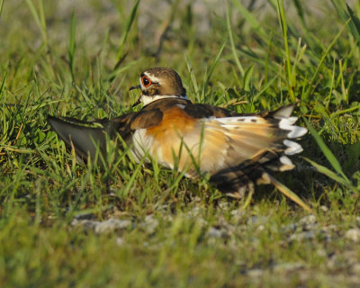 KILLDEER