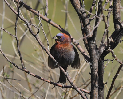 VARIED BUNTING