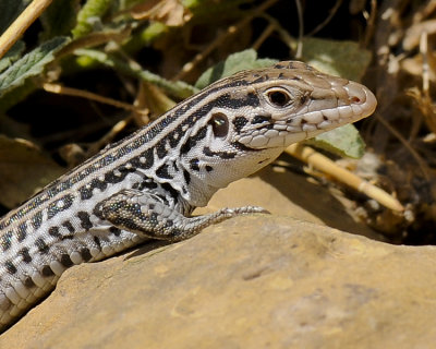 COMMON CHECKERED WHIPTAIL