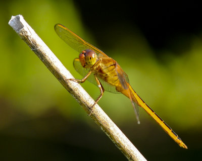 DRAGON AND DAMSELFLIES