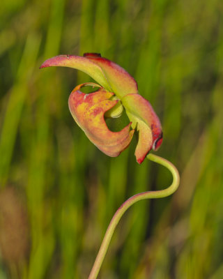 PITCHER PLANT BOG