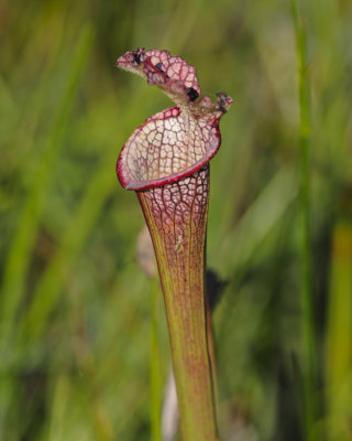 PITCHER PLANT BOG