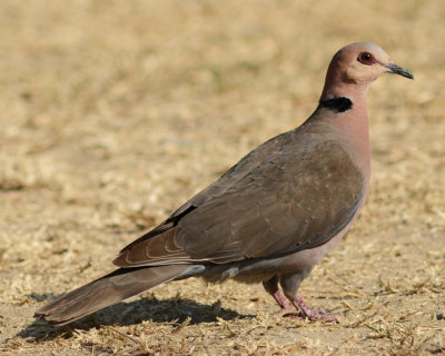 RED-EYED DOVE
