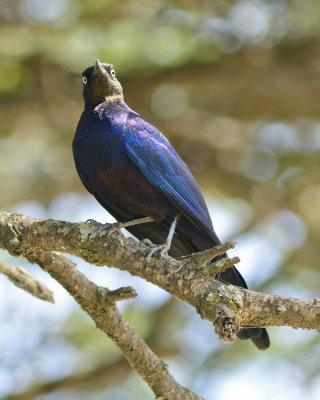 RUPPELL'S LONG-TAILED STARLING
