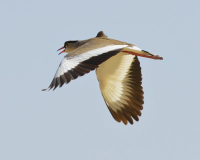 SPUR-WINGED LAPWING
