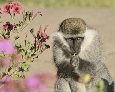 GRIVET MONKEY 