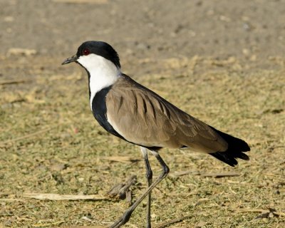 SPUR-WINGED PLOVER