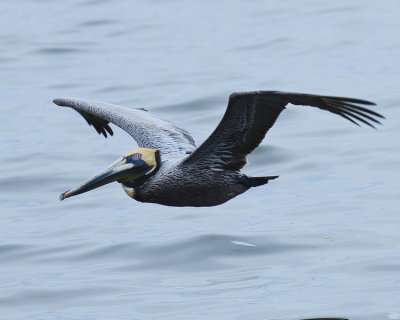 BROWN PELICAN