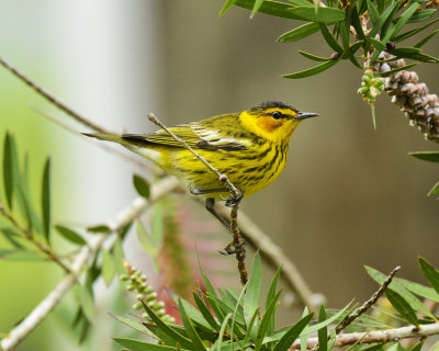 CAPE MAY WARBLER