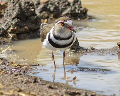 THREE-BANDED PLOVER