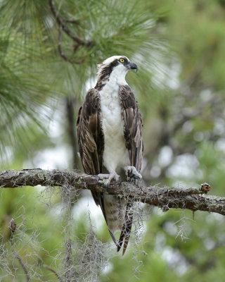 OSPREY