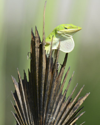 GREEN ANOLE