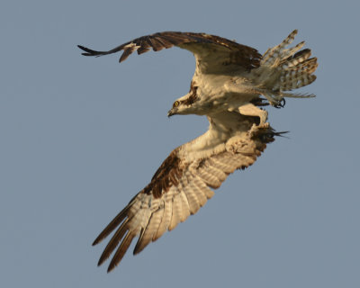 OSPREY