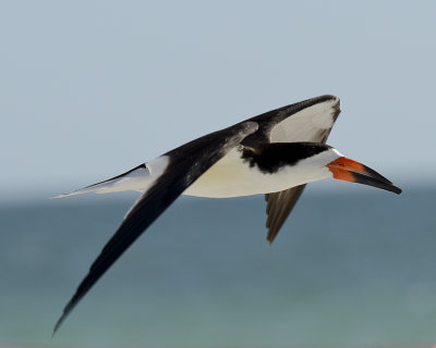 SHOREBIRDS