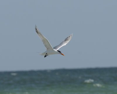 CASPIAN TERN