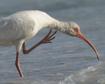 WHITE IBIS