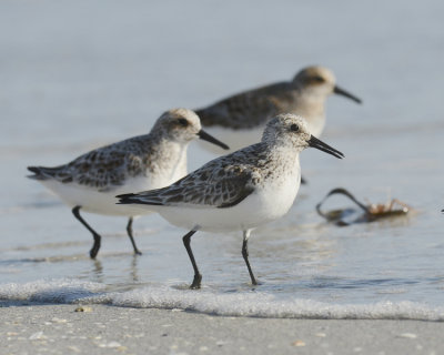 SANDERLING