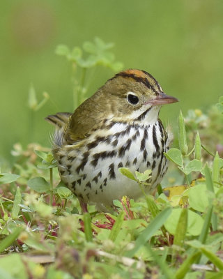 OVENBIRD