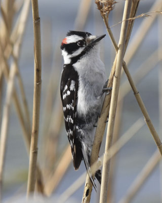 DOWNY WOODPECKER