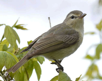 WARBLING VIREO