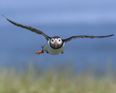 ATLANTIC PUFFIN 